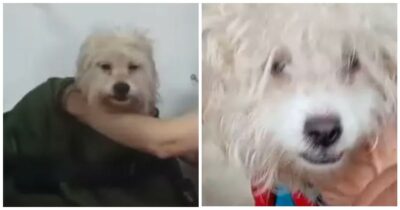 Copertina di “Gli davano da bere liquore per intontirlo, era in condizioni disperate”: l’odissea del piccolo Paquito, il cane salvato dopo gli abusi e l’abbandono