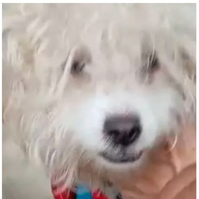 “Gli davano da bere liquore per intontirlo, era in condizioni disperate”: l’odissea del piccolo Paquito, il cane salvato dopo gli abusi e l’abbandono