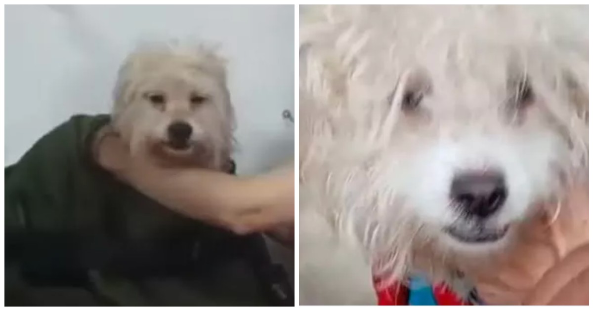 “Gli davano da bere liquore per intontirlo, era in condizioni disperate”: l’odissea del piccolo Paquito, il cane salvato dopo gli abusi e l’abbandono “Gli davano da bere liquore per intontirlo, era in condizioni disperate”: l’odissea del piccolo Paquito, il cane salvato dopo gli abusi e l’abbandono