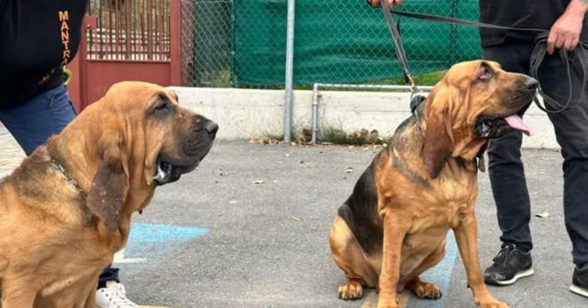 Così Hida e Gemma, due bloodhound dal fiuto imbattibile, hanno portato al ritrovamento di Allen (anche se non hanno ‘il distintivo’)