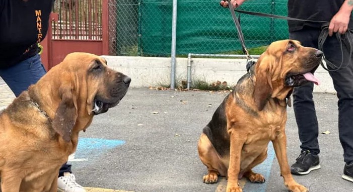 Così Hida e Gemma, due bloodhound dal fiuto imbattibile, hanno portato al ritrovamento di Allen (anche se non hanno ‘il distintivo’) Così Hida e Gemma, due bloodhound dal fiuto imbattibile, hanno portato al ritrovamento di Allen (anche se non hanno ‘il distintivo’)