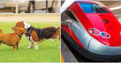 Copertina di “I cani viaggiano gratis in treno fino al 15 settembre”: l’annuncio di Trenitalia. Ecco le regole e le misure dei trasportini