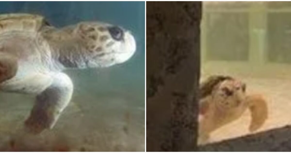 “Dopo 40 anni ora è finalmente libera”: la storia della tartaruga Jorge, tornata a nuotare nell’oceano dopo una vita chiusa dentro un acquario “Dopo 40 anni ora è finalmente libera”: la storia della tartaruga Jorge, tornata a nuotare nell’oceano dopo una vita chiusa dentro un acquario