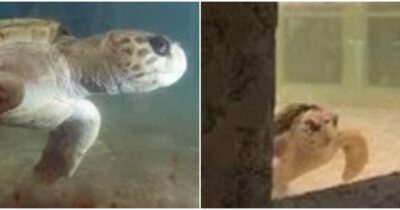 Copertina di “Dopo 40 anni ora è finalmente libera”: la storia della tartaruga Jorge, tornata a nuotare nell’oceano dopo una vita chiusa dentro un acquario