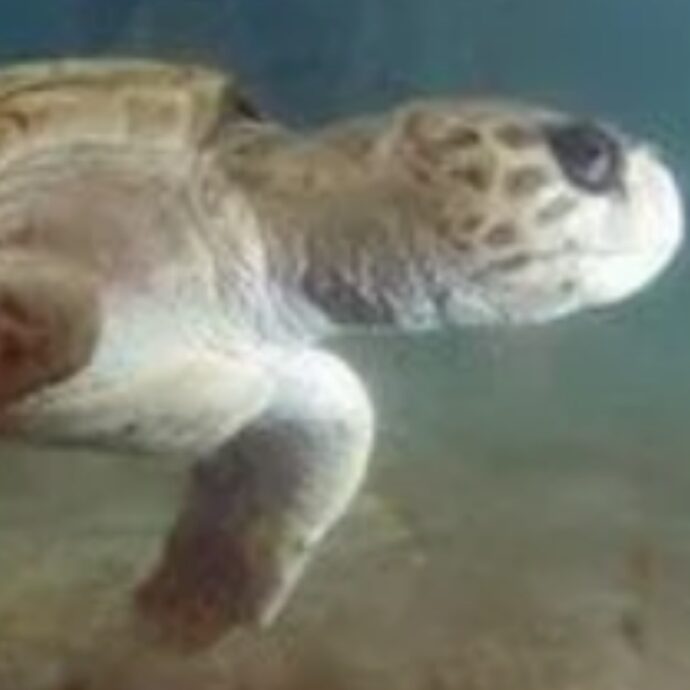 “Dopo 40 anni ora è finalmente libera”: la storia della tartaruga Jorge, tornata a nuotare nell’oceano dopo una vita chiusa dentro un acquario