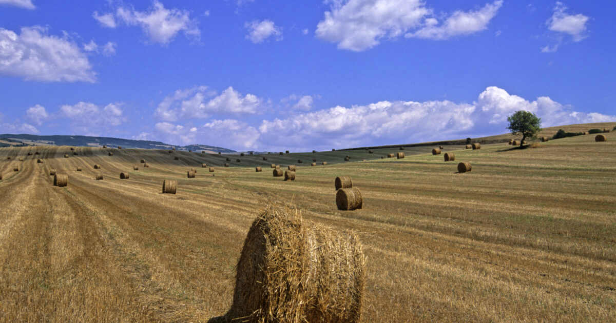 Incidente agricolo in Monferrato: 43enne muore travolto da rotoballa Incidente agricolo in Monferrato: 43enne muore travolto da rotoballa