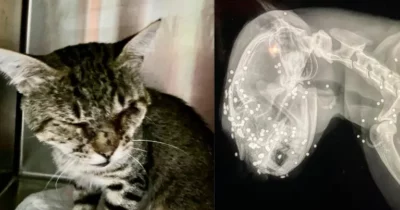 Copertina di Sparo al muso da molto vicino: gatto si salva ma perde la vista. L’ENPA sporge denuncia verso ignoti: “Atto disumano e vigliacco”