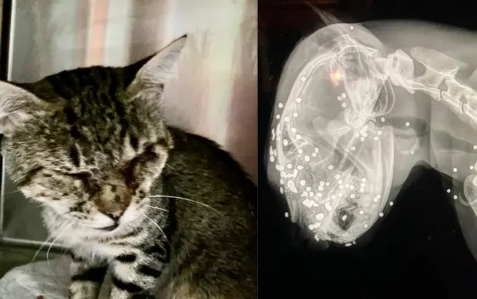 Sparo al muso da molto vicino: gatto si salva ma perde la vista. L’ENPA sporge denuncia verso ignoti: “Atto disumano e vigliacco”