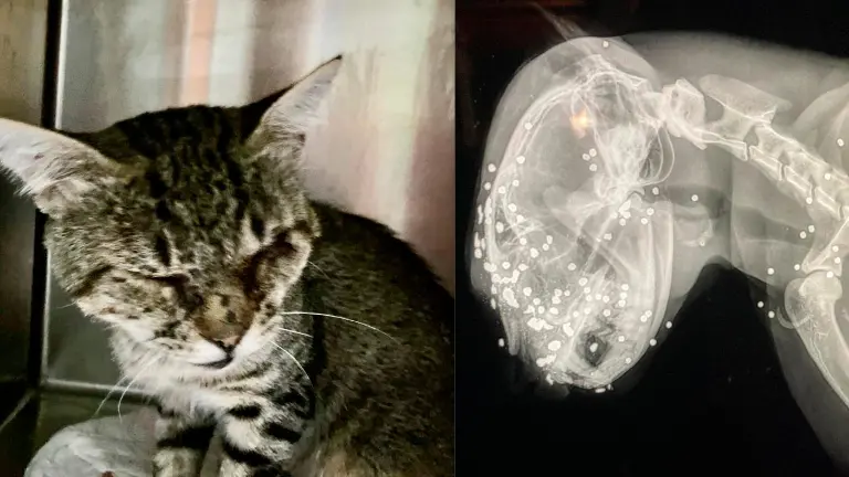Sparo al muso da molto vicino: gatto si salva ma perde la vista. L’ENPA sporge denuncia verso ignoti: “Atto disumano e vigliacco” Sparo al muso da molto vicino: gatto si salva ma perde la vista. L’ENPA sporge denuncia verso ignoti: “Atto disumano e vigliacco”