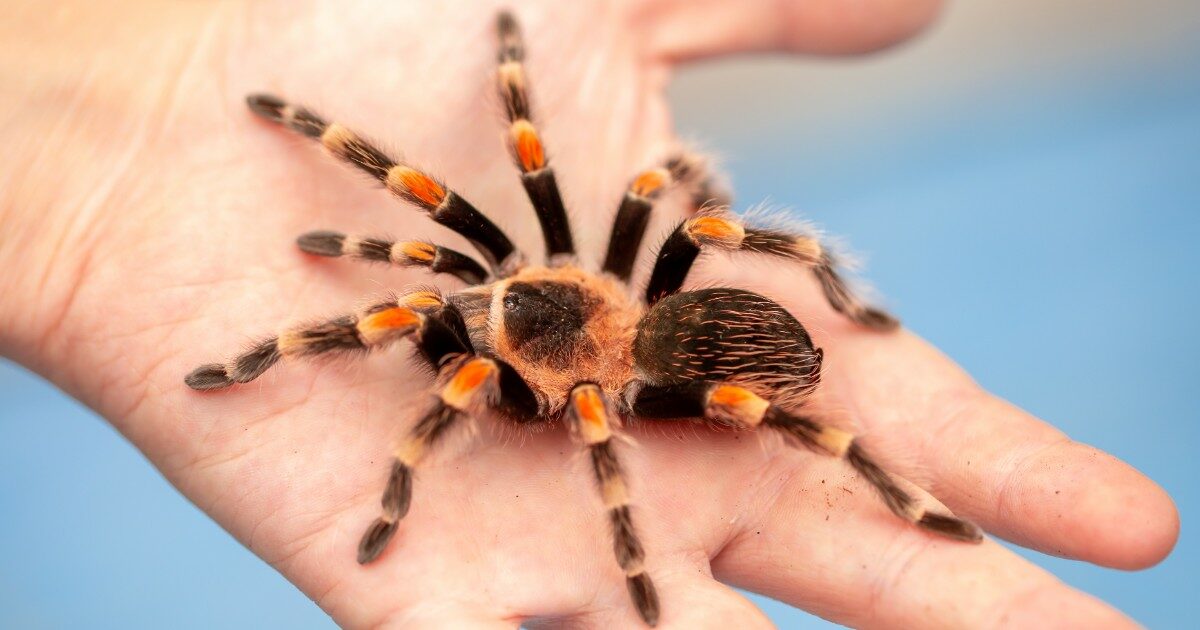 “Anche i più esperti sono rimasti sconvolti”. Sentono una strana puzza provenire dalle scatole dei dolci, poi la scoperta choc: centro c’erano 1500 tarantole