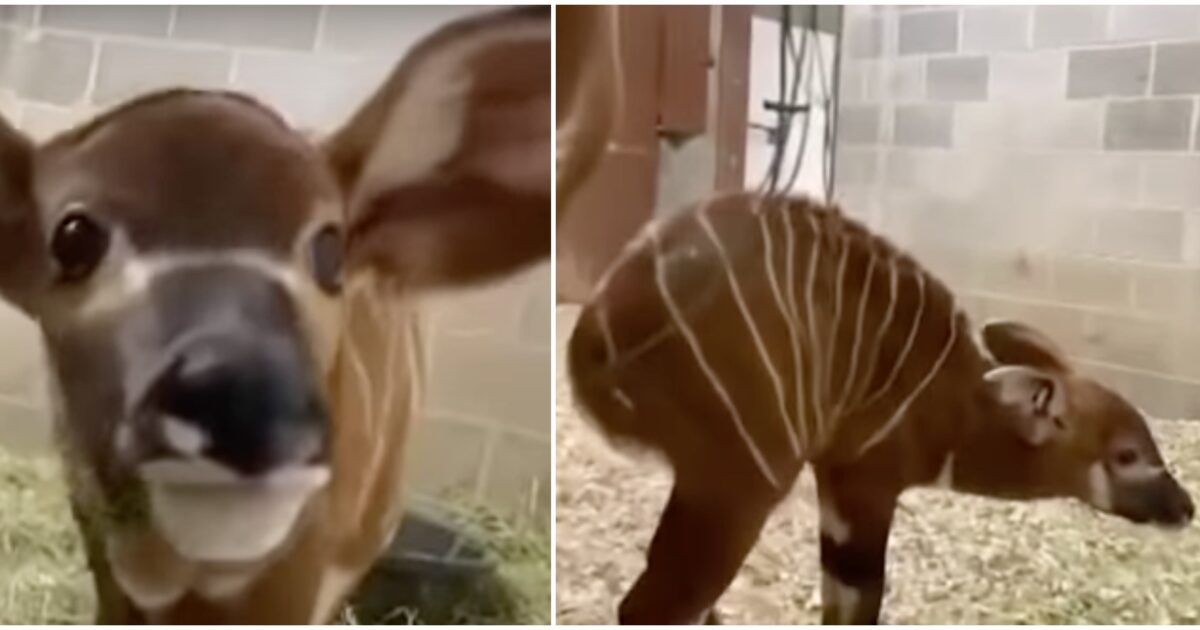 200 una straordinaria vittoria per la conservazione cucciola di bongo nata allo zoo di denver la specie 232 in pericolo critico