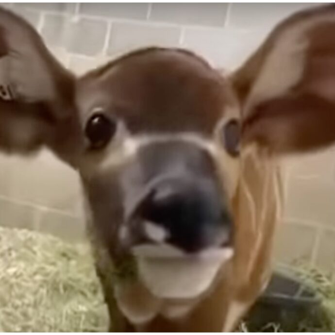 “È una straordinaria vittoria per la conservazione”: cucciola di Bongo nata allo zoo di Denver. La specie è in pericolo critico
