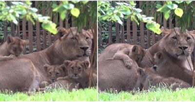 Copertina di “La madre si è rifiutata di accudirli, abbiamo optato per l’eutanasia”: due cuccioli di leone soppressi allo zoo di Colonia. È polemica