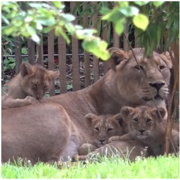 “La madre si è rifiutata di accudirli, abbiamo optato per l’eutanasia”: due cuccioli di leone soppressi allo zoo di Colonia. È polemica