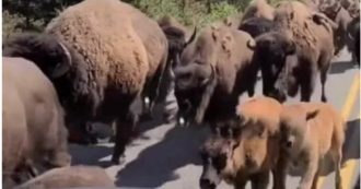 Copertina di “Gli animali fuggono da Yellowstone, gli scienziati sono sconcertati: sanno qualcosa che noi non sappiamo”: i video sono virali su TikTok, ecco come stanno davvero le cose