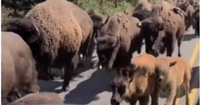 Copertina di “Gli animali fuggono da Yellowstone, gli scienziati sono sconcertati: sanno qualcosa che noi non sappiamo”: i video sono virali su TikTok, ecco come stanno davvero le cose