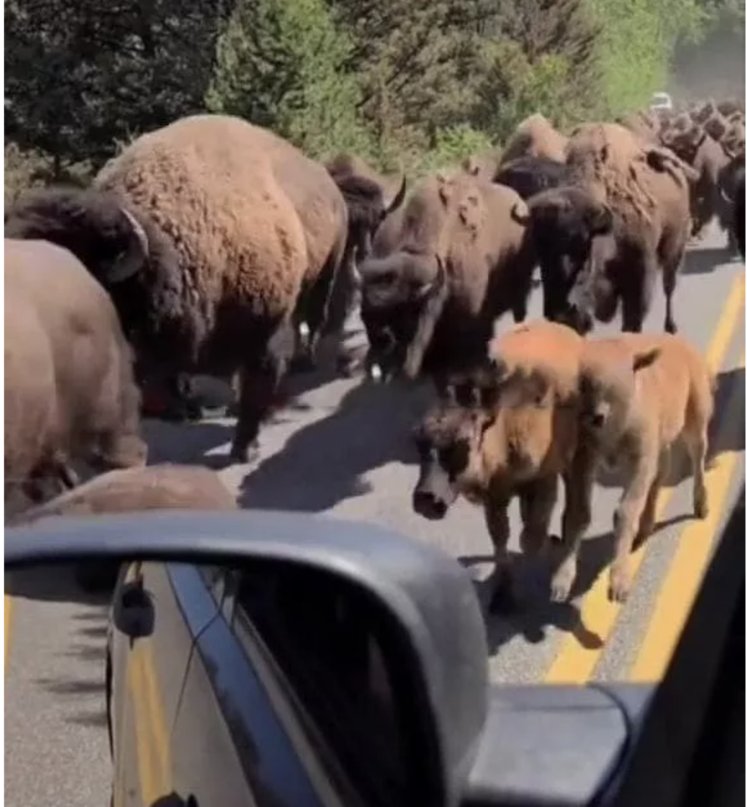 “Gli animali fuggono da Yellowstone, gli scienziati sono sconcertati: sanno qualcosa che noi non sappiamo”: i video sono virali su TikTok, ecco come stanno davvero le cose