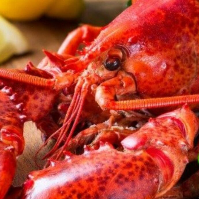 “Sono volati colpi, calci e sedie”: rubano un’aragosta dal ristorante, il titolare li insegue e scoppia la lite furibonda. Ma c’è il lieto fine (non per i ladri)