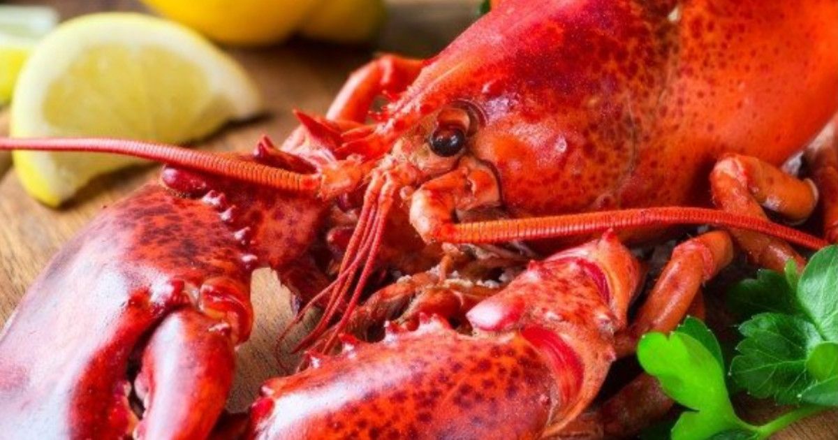 sono volati colpi calci e sedie rubano un8217aragosta dal ristorante il titolare li insegue e scoppia la lite furibonda ma c8217232 il lieto fine non per i ladri