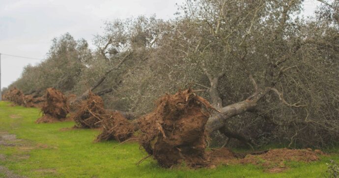 Xylella, la cura  c’è sempre stata. Ora lo dice anche chi lo negava