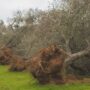 Copertina di  Xylella, la cura c’è sempre stata: ora lo dice chi negava 