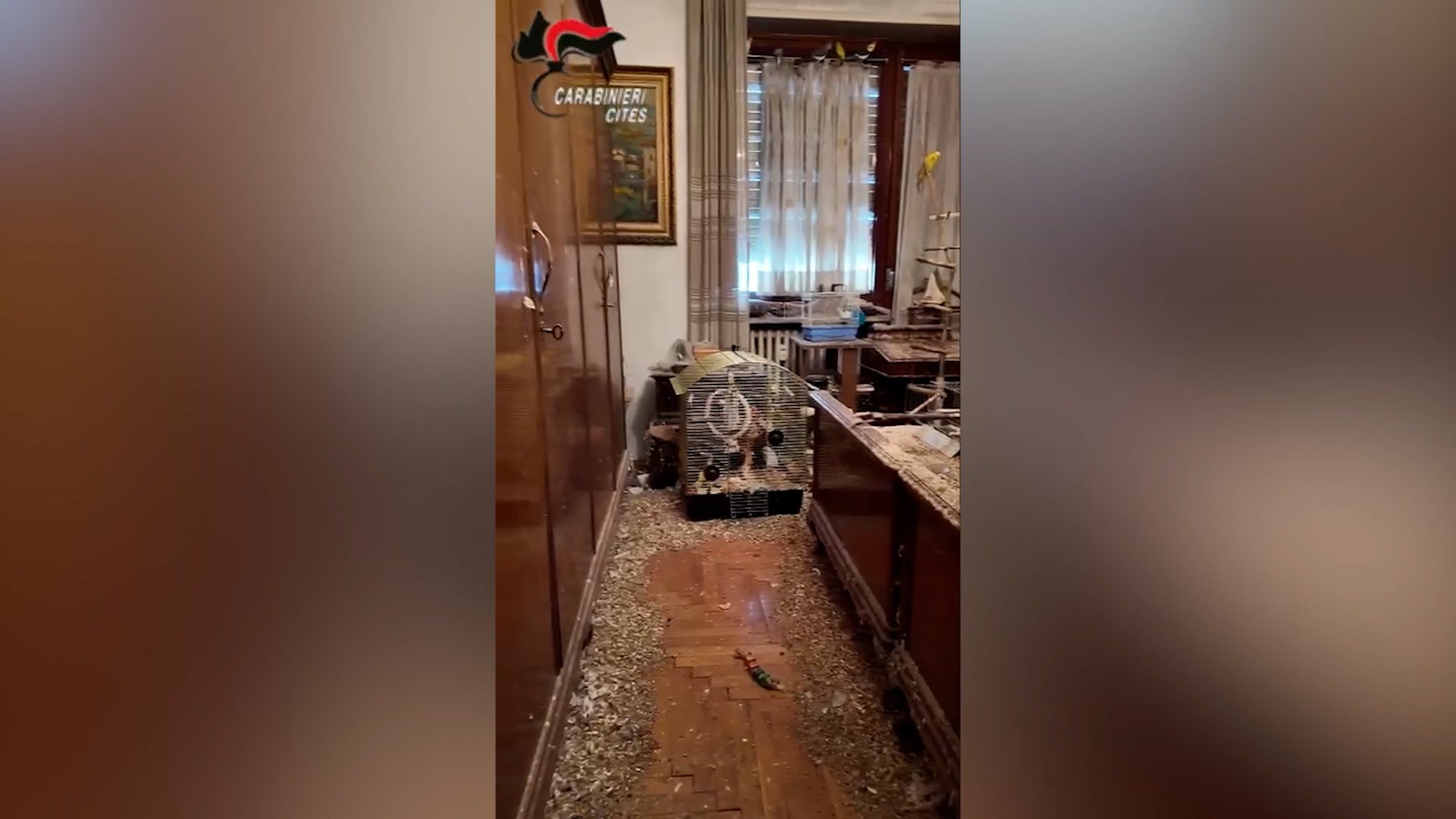 Animali al buio, negli escrementi e senza acqua: appartamento dell’orrore a Torino con pappagalli, cani e gatti – Video
