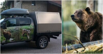 Copertina di L’orsa JJ4 trasferita in Germania: andrà nel parco della Foresta Nera. Nel 2023 l’aggressione mortale a Andrea Papi