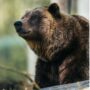 Copertina di L’orsa JJ4 trasferita in Germania: andrà nel parco della Foresta Nera. Nel 2023 l’aggressione mortale a Andrea Papi