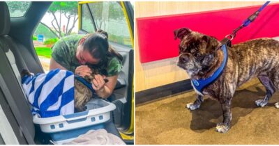 Copertina di “Scomparso otto anni fa a causa dell’uragano Harvey e ritrovato a 480 chilometri di distanza”: il cane Blue ha fatto finalmente ritorno a casa