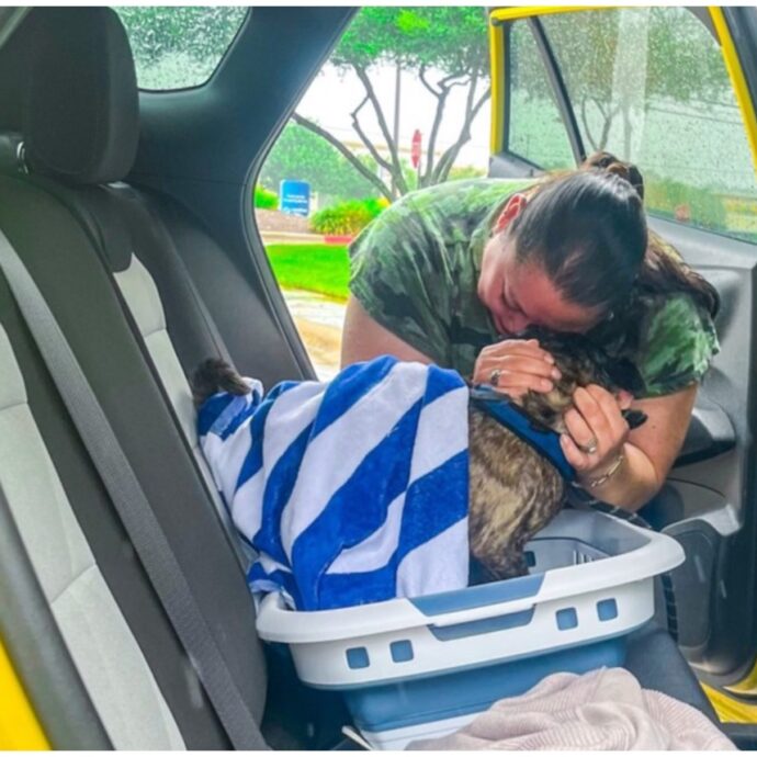 “Scomparso otto anni fa a causa dell’uragano Harvey e ritrovato a 480 chilometri di distanza”: il cane Blue ha fatto finalmente ritorno a casa