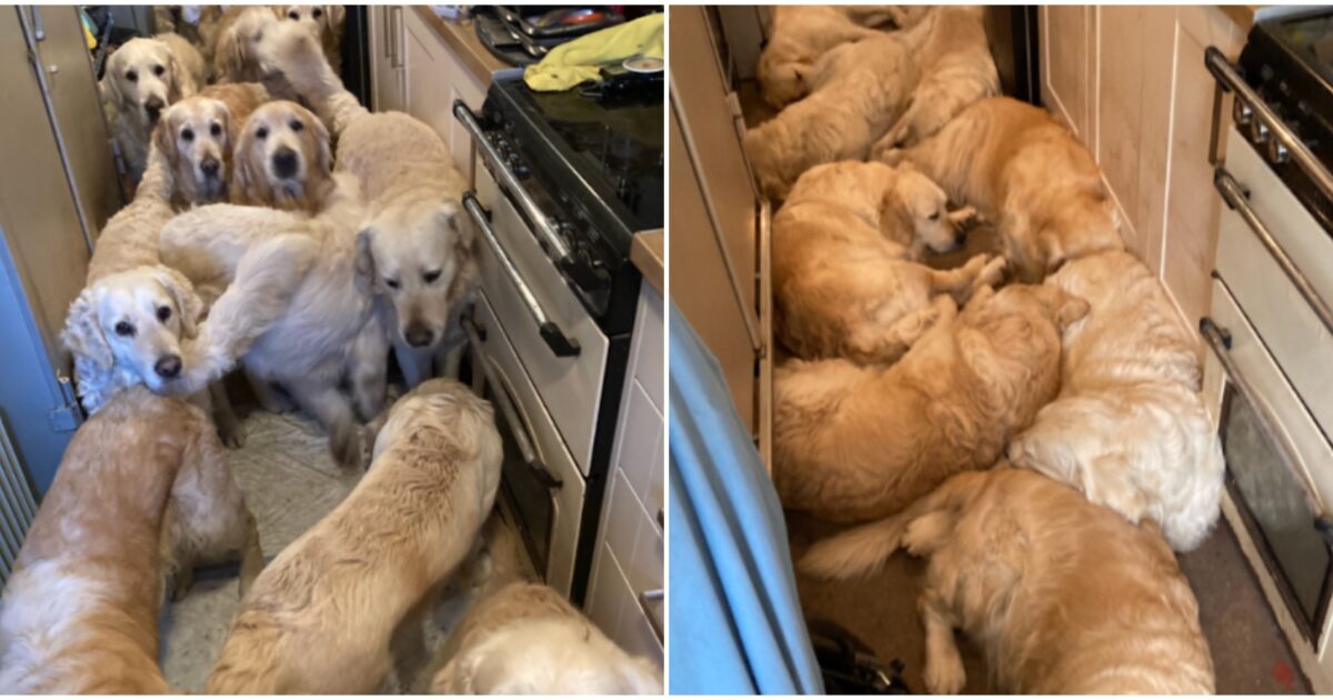 l8217oasi per i golden retriever nascondeva un terribile segreto animali rinchiusi in cucina camera da letto e due erano morti per terra revocata la licenza