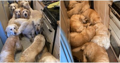 Copertina di L’oasi per i Golden Retriever nascondeva un terribile segreto: animali rinchiusi in cucina, camera da letto e due erano morti per terra. Revocata la licenza