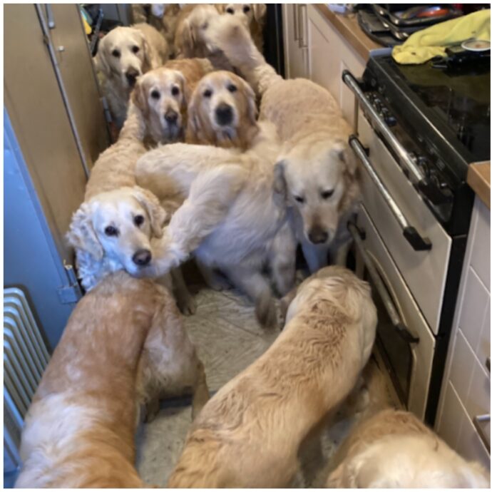 L’oasi per i Golden Retriever nascondeva un terribile segreto: animali rinchiusi in cucina, camera da letto e due erano morti per terra. Revocata la licenza