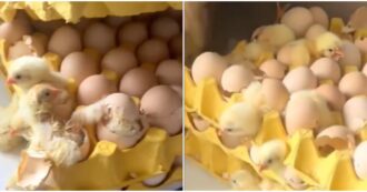 Copertina di “Torna a casa e trova 70 pulcini nati dalle uova che aveva comprato”: l’incredibile sorpresa per una donna cinese