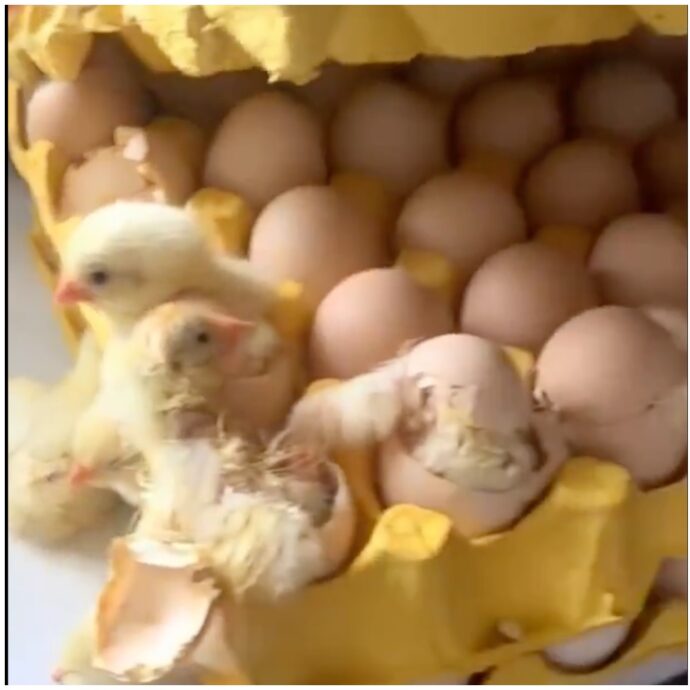 “Torna a casa e trova 70 pulcini nati dalle uova che aveva comprato”: l’incredibile sorpresa per una donna cinese