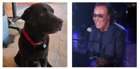 chok 232 volato in cielo ma la mia anima 232 piena del suo amore8230 e del mio 232 morto il cane di antonello venditti