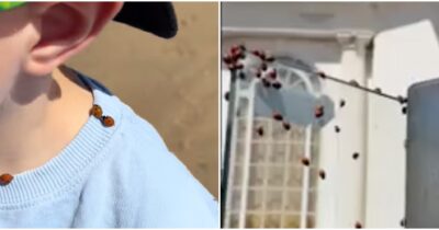 Copertina di “Spiaggia invasa da migliaia di coccinelle che si attaccavano alle persone”: il video fa il giro del web