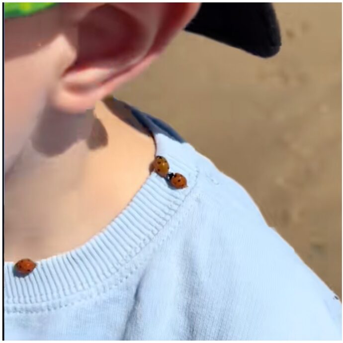 “Spiaggia invasa da migliaia di coccinelle che si attaccavano alle persone”: il video fa il giro del web