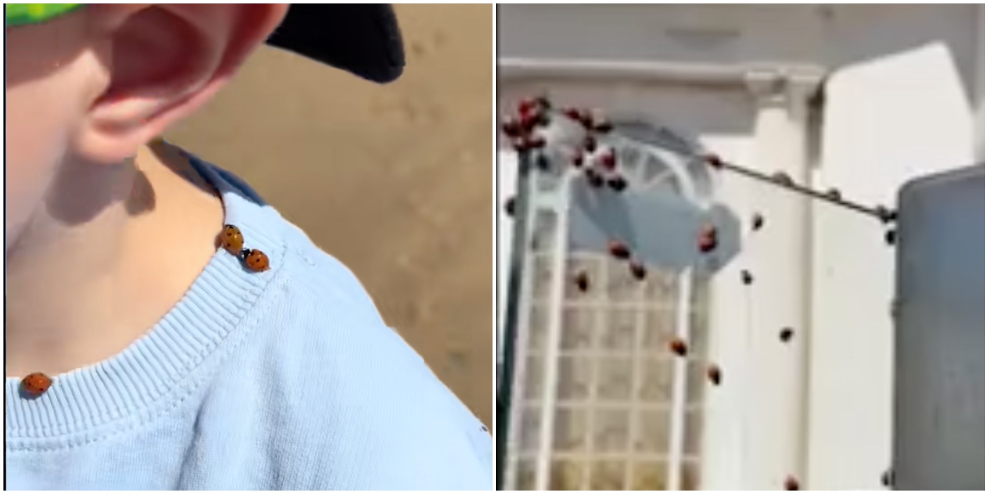 spiaggia invasa da migliaia di coccinelle che si attaccavano alle persone il video fa il giro del web