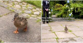 Copertina di Lo sposo è sull’altare, parte la marcia nuziale, lui si gira, aspetta ma ecco che arriva una papera: il video del matrimonio è virale