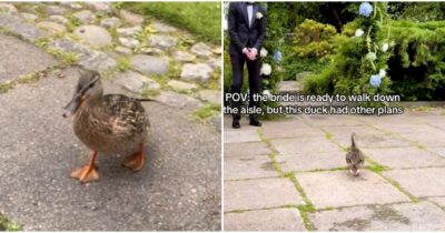 Copertina di Lo sposo è sull’altare, parte la marcia nuziale, lui si gira, aspetta ma ecco che arriva una papera: il video del matrimonio è virale