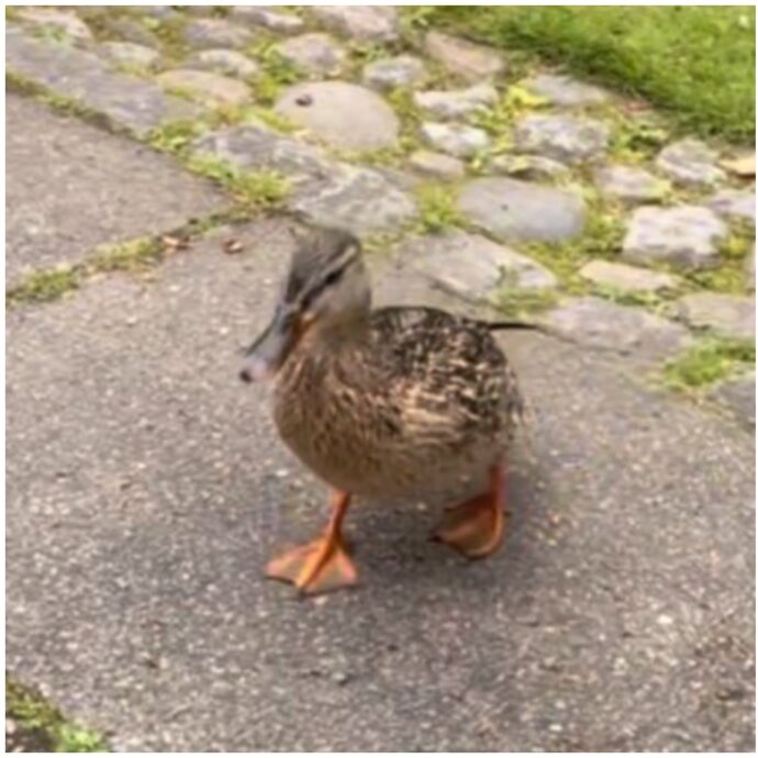 Lo sposo è sull’altare, parte la marcia nuziale, lui si gira, aspetta ma ecco che arriva una papera: il video del matrimonio è virale