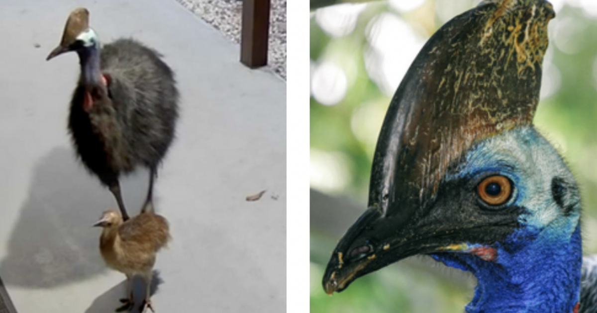 Mamma e figlio si accorgono di essere seguiti dagli “uccelli più pericolosi del mondo, tra i pochi ad avere causato la morte di esseri umani”: panico in giardino