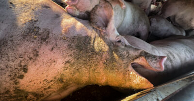 Copertina di L’inferno degli animali trasportati vivi a 45 gradi. E l’Italia fa ostruzionismo sulla revisione delle norme Ue