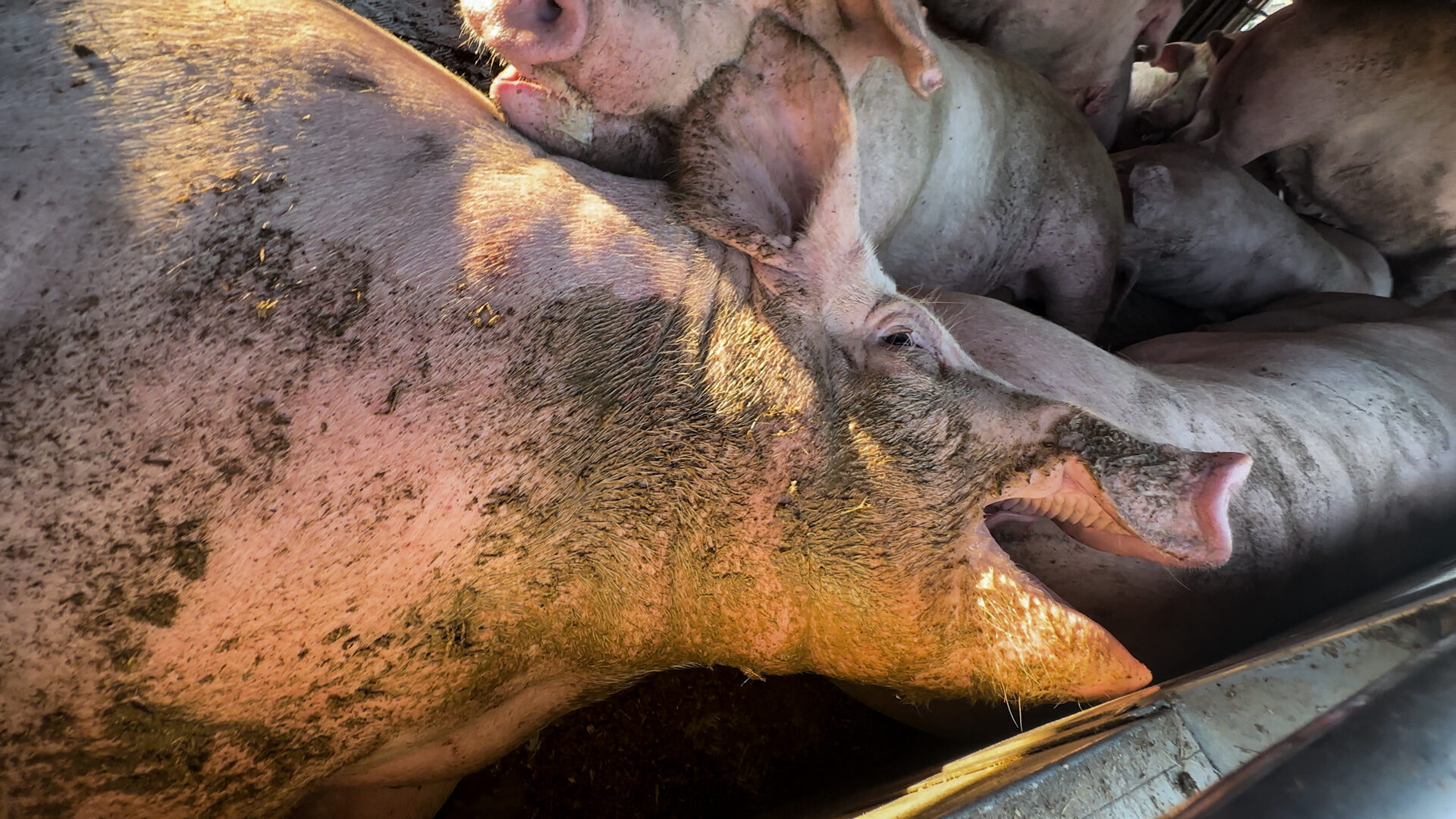 l8217inferno degli animali trasportati vivi a 45 gradi e l8217italia fa ostruzionismo sulla revisione delle norme ue