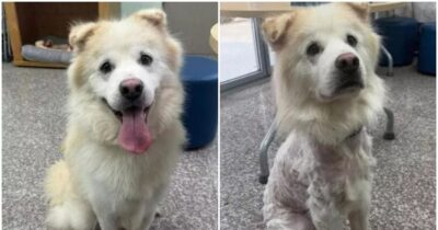 Copertina di “Adottato per sette ore e riportato al rifugio con il pelo rasato. È una vergogna, ci sentiamo sconfitti”: la triste storia del cane Kuno