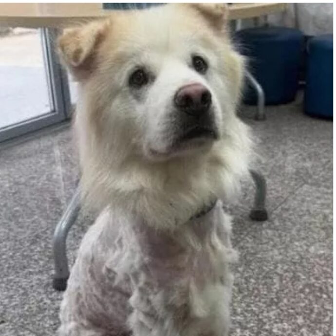 “Adottato per sette ore e riportato al rifugio con il pelo rasato. È una vergogna, ci sentiamo sconfitti”: la triste storia del cane Kuno