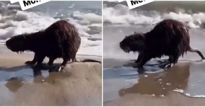 Copertina di “Cosa ci fa una nutria sulla spiaggia di Mondragone? Diamogli una botta in testa, scaviamo un fosso e seppelliamola”: il video virale su TikTok scatena l’indignazione