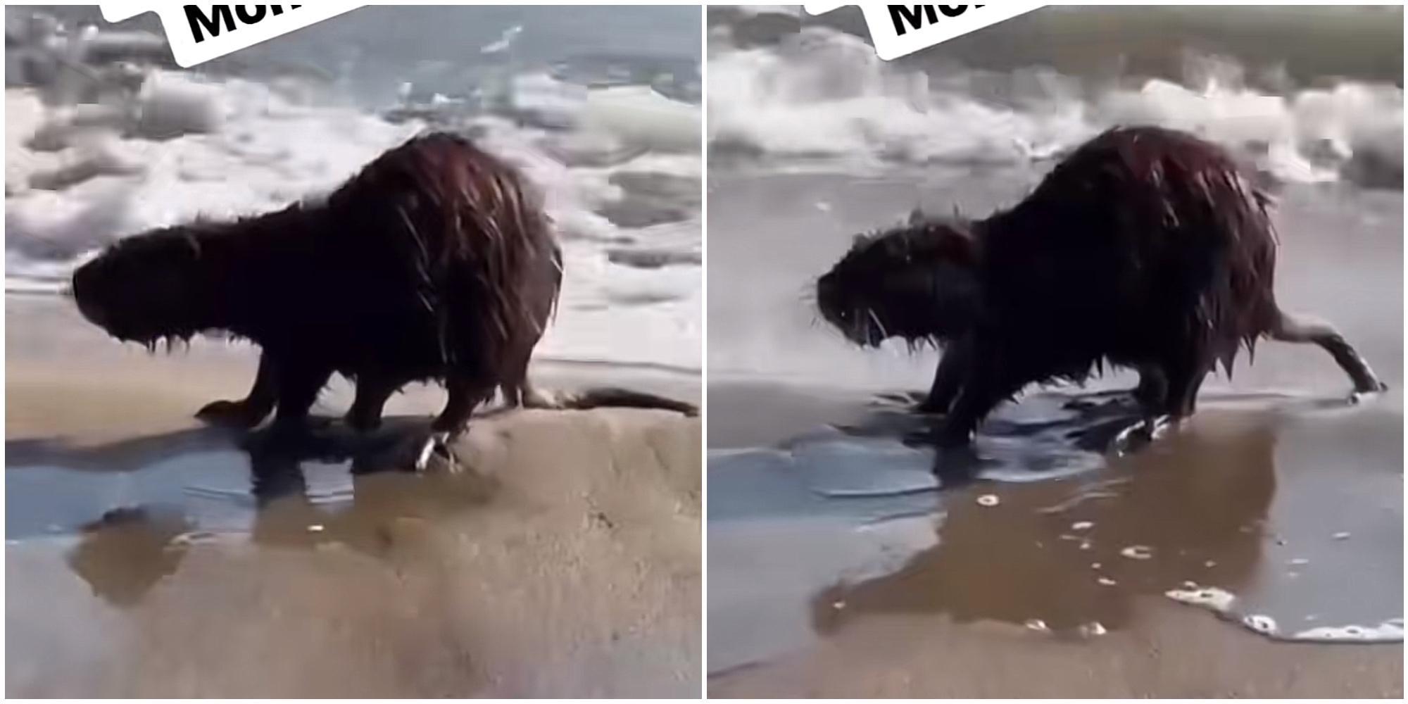 “Cosa ci fa una nutria sulla spiaggia di Mondragone? Diamogli una botta in testa, scaviamo un fosso e seppelliamola”: il video virale su TikTok scatena l’indignazione “Cosa ci fa una nutria sulla spiaggia di Mondragone? Diamogli una botta in testa, scaviamo un fosso e seppelliamola”: il video virale su TikTok scatena l’indignazione