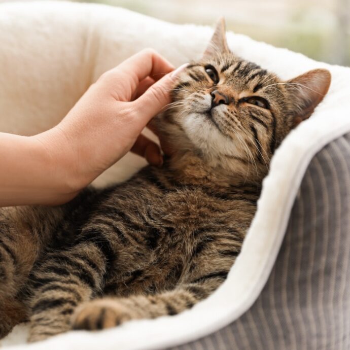 Una gatta scompare per 13 anni e torna a casa malata di cancro, ma in tempo per trascorrere i suoi “ultimi giorni” con la sua famiglia: “Faceva tante fusa”